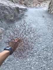 Eriogonum rixfordii