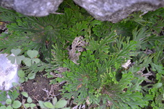 Selaginella novoleonensis