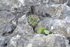 Mammillaria melanocentra melanocentra