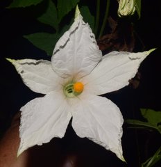 Polyclathra cucumerina