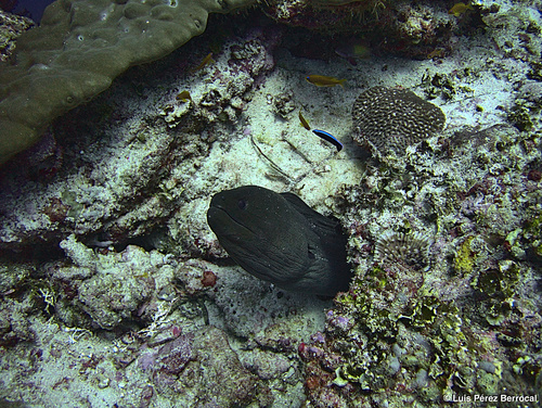 Giant Moray — seen at this dive site
