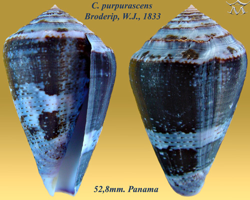 Purple Cone