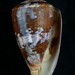 Conus purpurascens - Photo (c) Shellnut,  זכויות יוצרים חלקיות (CC BY-SA)