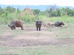 Syncerus caffer nanus