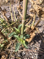 Penstemon bicolor roseus