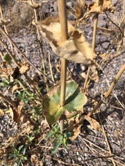 Penstemon bicolor roseus