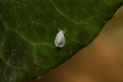 Aleyrodes proletella