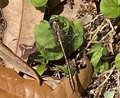 Phanogomphus minutus