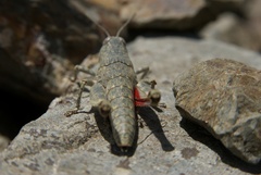 Brachaspis nivalis