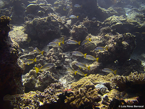 Onespot Snapper — seen at this dive site
