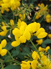 Coronilla valentina glauca