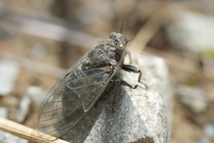 Maoricicada mangu mangu