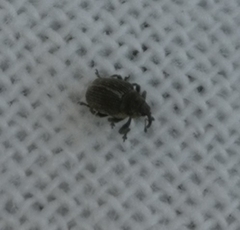 Ceutorhynchus typhae