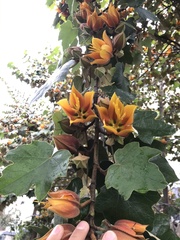 ×chiranthofremontia lenzii