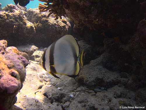 Round Batfish — seen at this dive site