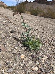 Penstemon bicolor roseus