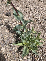 Penstemon bicolor roseus
