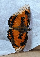 Byblia anvatara