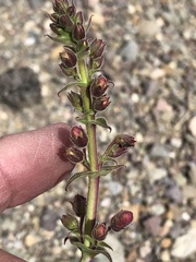 Penstemon bicolor roseus