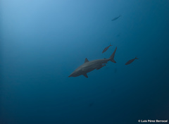 Carcharhinus brevipinna