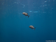 Caranx lugubris