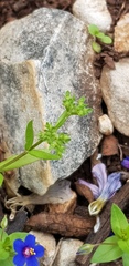 Valerianella muricata