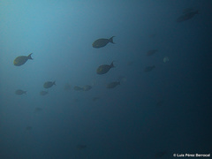 Acanthurus dussumieri