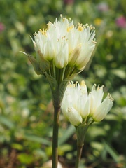 Allium erdelii