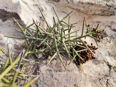 Castela stewartii