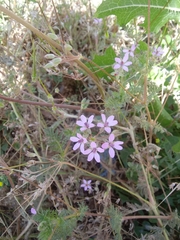 Erodium cicutarium
