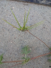 Erodium cicutarium