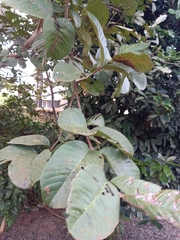 Psidium guajava