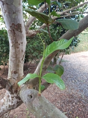 Psidium guajava