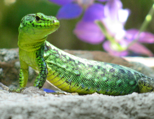 Spiny-tailed Lizard