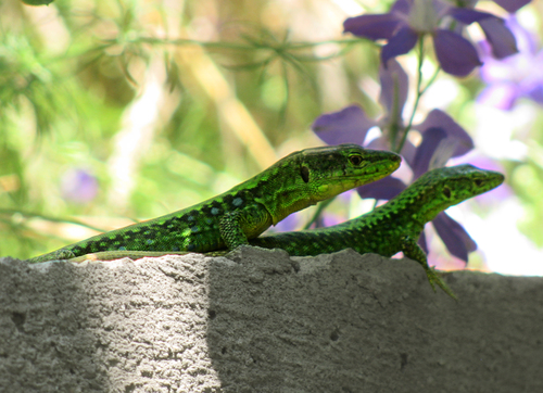 Spiny-tailed Lizard