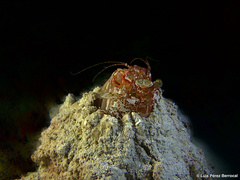 Lysiosquillina maculata