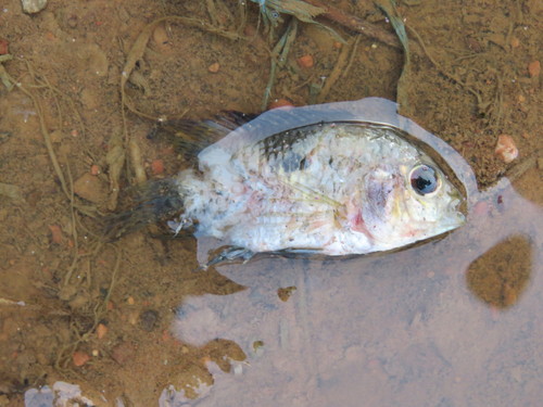 Amazon cichlid (Cichlasoma amazonarum) — Cichlidae