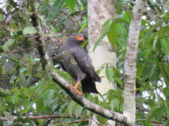 Helicolestes hamatus