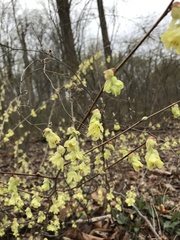 Corylopsis pauciflora