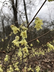 Corylopsis pauciflora