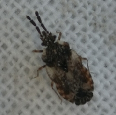 Aradus depressus