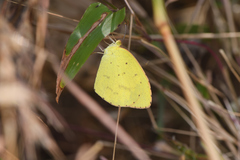 Eurema brigitta rubella