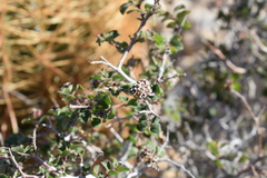 Euphorbia tomentulosa