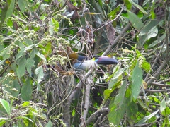 Andigena nigrirostris