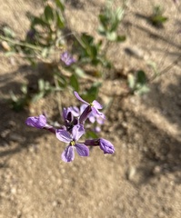 Hesperidanthus linearifolius