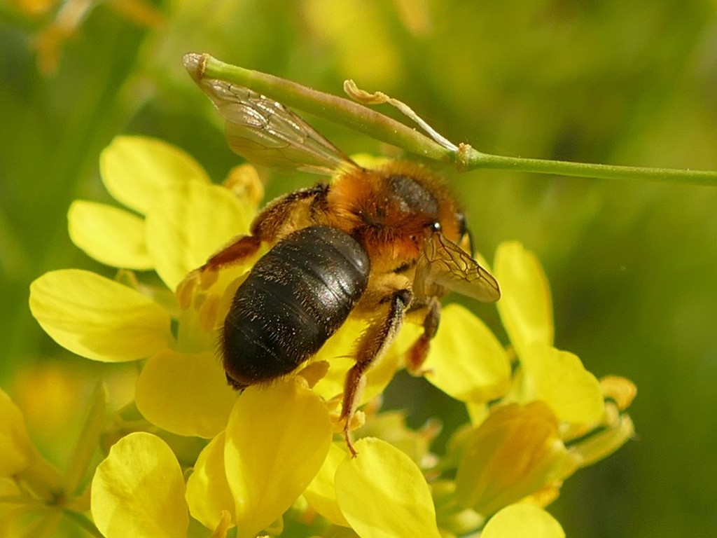 Andrena ferrugineicrus