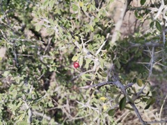 Condalia correllii
