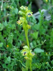Ophrys lutea galilaea