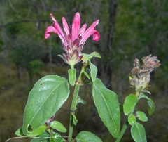 Justicia tomentosula