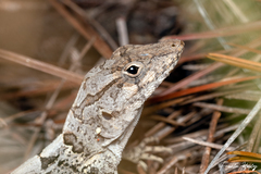 Strahm's Anole photo 3